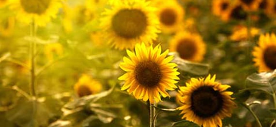 Floarea soarelui – istoria unei plante deosebite
