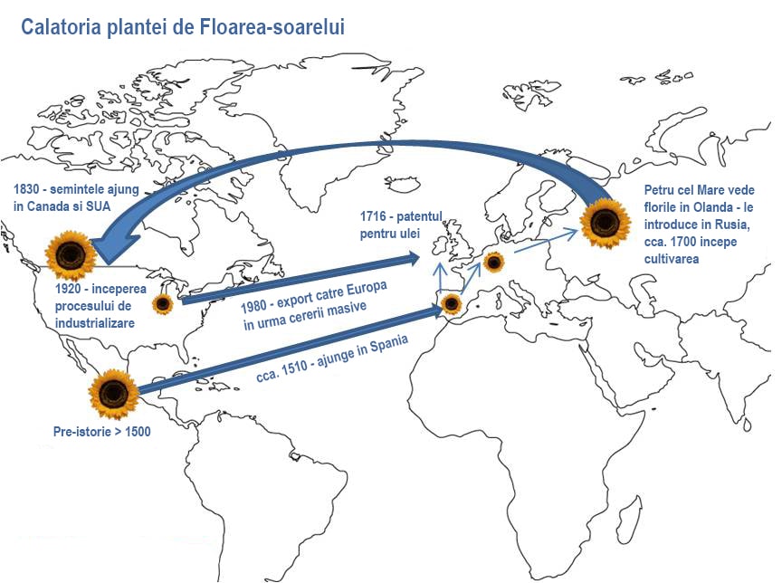 calatoria plantei de floarea-soarelui