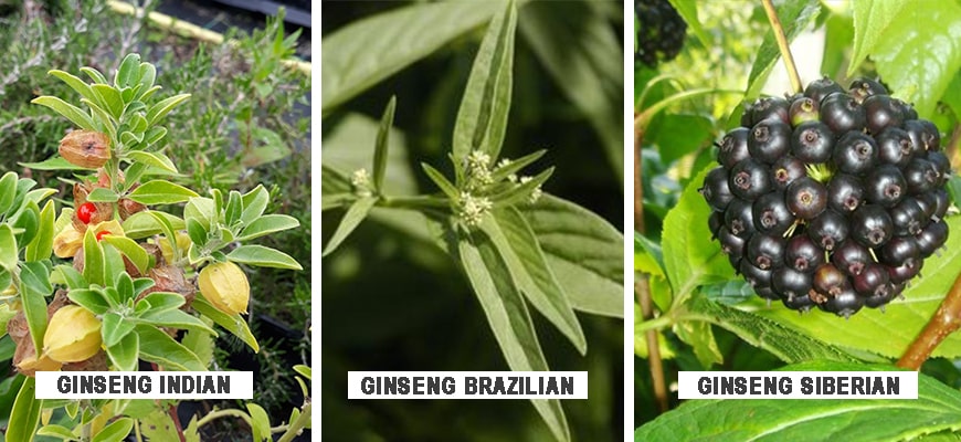 Alte plante cunoscute sub denumirea de “Ginseng”