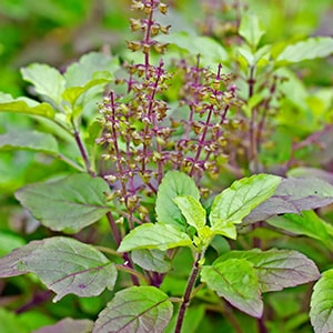 tulsi