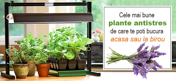 Plante care combat stresul in mod natural