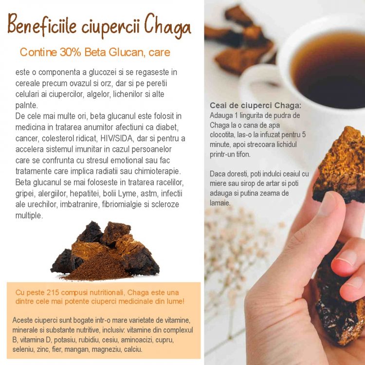 Ciuperca de mesteacan Chaga beneficii pentru sanatate Blog