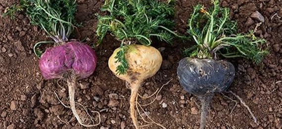 Radacina de Maca – ginsengul peruvian care creste energia si libidoul