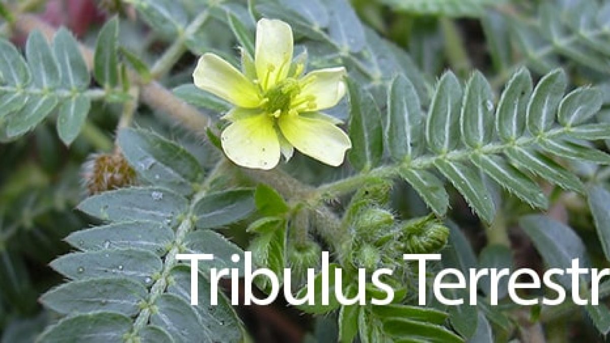 Prin urmare, Tribulus terrestris este contraindicat în adenomul de prostată