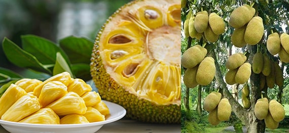Ce este Jackfruit
