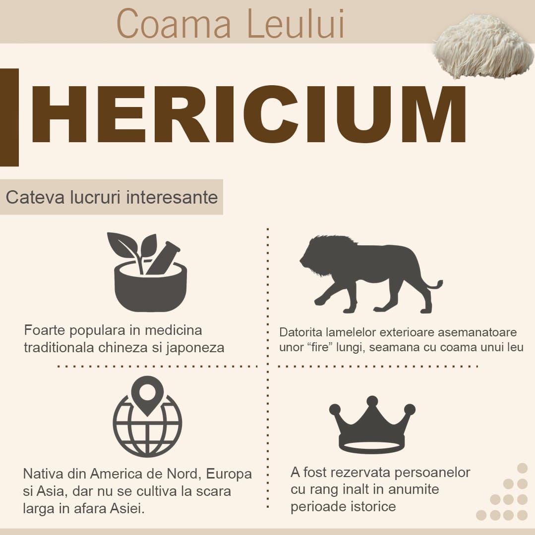 Ce este ciuperca Hericium sau Coama Leului?