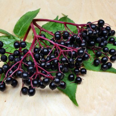 Fructele de soc - cum sprijina ele sistemul imunitar?